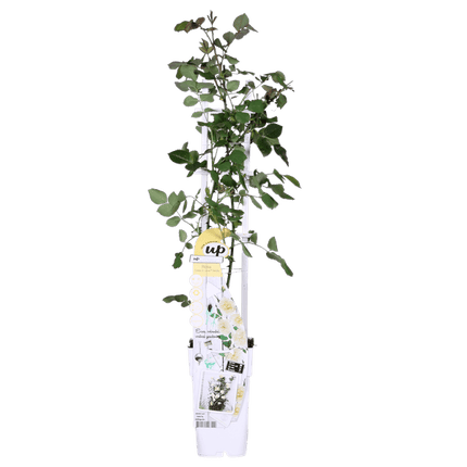 Rose Crazy in Love Vanilla – Cremefarbene Kletterrose – Ø15cm – ↕65cm Höhe – Duftende Gartenrose mit langer Blütezeit – Für Terrasse, Balkon & Garten (Plant) kaufen bei Linkreich – Jetzt entdecken!