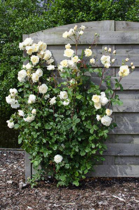 Rose Crazy in Love Vanilla – Cremefarbene Kletterrose – Ø15cm – ↕65cm Höhe – Duftende Gartenrose mit langer Blütezeit – Für Terrasse, Balkon & Garten (Plant) kaufen bei Linkreich – Jetzt entdecken!