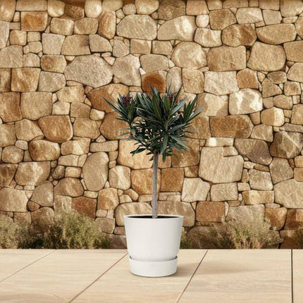 Rosenlorbeer – Nerium Oleander 90cm – Ø22cm – Immergrüne Kübelpflanze mit roten Blüten – Mediterrane Zierpflanze für Garten, Terrasse & Balkon – Duftend & pflegeleicht (Plant) kaufen bei Linkreich – Jetzt entdecken!