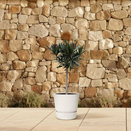 Rosenlorbeer – Nerium Oleander 90cm – Ø22cm – Immergrüne Kübelpflanze mit weißen Blüten – Mediterrane Zierpflanze für Garten, Terrasse & Balkon – Duftend & pflegeleicht (Plant) kaufen bei Linkreich – Jetzt entdecken!