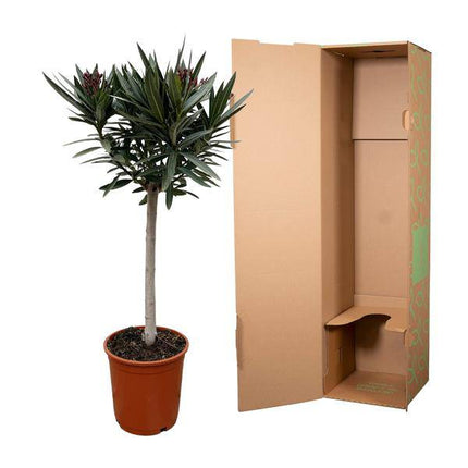 Rosenlorbeer – Nerium Oleander 90cm – Ø22cm – Immergrüne Kübelpflanze mit weißen Blüten – Mediterrane Zierpflanze für Garten, Terrasse & Balkon – Duftend & pflegeleicht (Plant) kaufen bei Linkreich – Jetzt entdecken!