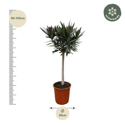Rosenlorbeer – Nerium Oleander 90cm – Ø22cm – Immergrüne Kübelpflanze mit weißen Blüten – Mediterrane Zierpflanze für Garten, Terrasse & Balkon – Duftend & pflegeleicht (Plant) kaufen bei Linkreich – Jetzt entdecken!