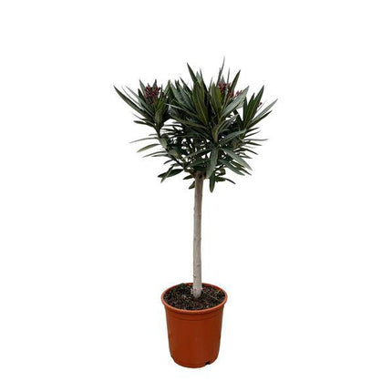 Rosenlorbeer – Nerium Oleander 90cm – Ø22cm – Immergrüne Kübelpflanze mit weißen Blüten – Mediterrane Zierpflanze für Garten, Terrasse & Balkon – Duftend & pflegeleicht (Plant) kaufen bei Linkreich – Jetzt entdecken!