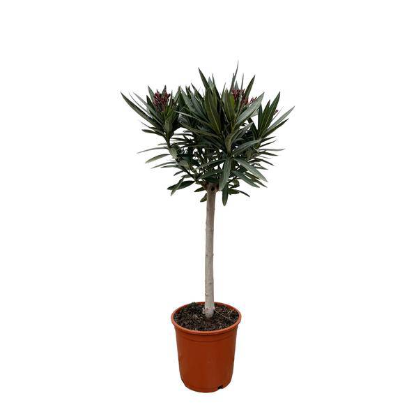 Rosenlorbeer – Nerium Oleander 90cm – Ø22cm – Immergrüne Kübelpflanze mit weißen Blüten – Mediterrane Zierpflanze für Garten, Terrasse & Balkon – Duftend & pflegeleicht (Plant) kaufen bei Linkreich – Jetzt entdecken!