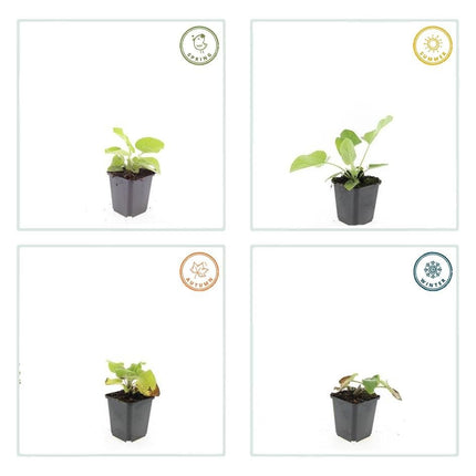 Russel - Brandkraut Phlomis russeliana – ↕10 - 25cm – Ø9cm – 12 Pflanzen – Winterhart & Pflegeleicht – Staude für Bienen & Schmetterlinge (Plant) kaufen bei Linkreich – Jetzt entdecken!