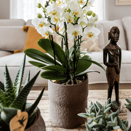 Rustic Zierpflanztopf Brown – Ø12cm – Blumentopf in warmem Braun – Organische Form im Slow Living Stil – Minimalistisches Design für Innenräume (Plant) kaufen bei Linkreich – Jetzt entdecken!