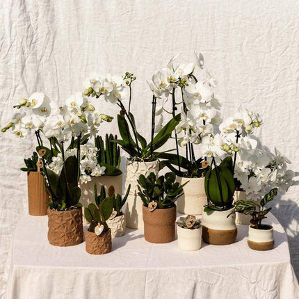 Rustikaler Zierpflanztopf Weiß – Ø6cm – Dekotopf Keramik – Moderner Blumentopf für kleine Pflanzen, Sukkulenten & Kakteen – Minimalistisches Design „Slow Living“ (Plant) kaufen bei Linkreich – Jetzt entdecken!