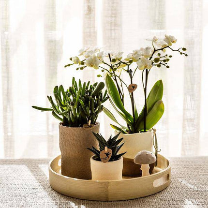 Rustikaler Zierpflanztopf Weiß – Ø6cm – Dekotopf Keramik – Moderner Blumentopf für kleine Pflanzen, Sukkulenten & Kakteen – Minimalistisches Design „Slow Living“ (Plant) kaufen bei Linkreich – Jetzt entdecken!