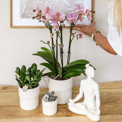 Rustikaler Zierpflanztopf Weiß – Ø6cm – Dekotopf Keramik – Moderner Blumentopf für kleine Pflanzen, Sukkulenten & Kakteen – Minimalistisches Design „Slow Living“ (Plant) kaufen bei Linkreich – Jetzt entdecken!