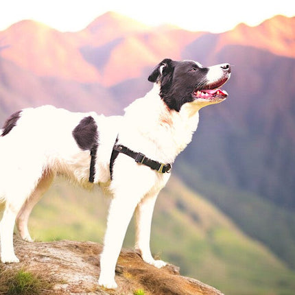Anti-Stress-Geschirr STURMFREI® Saver für mittlere und große Hunde