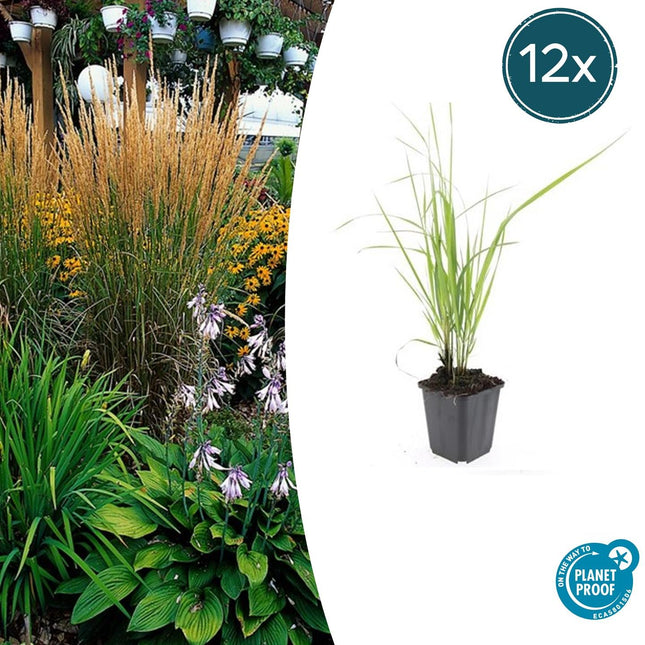 Sandrohr – Calamagrostis acutiflora 'Karl Foerster' – ↕10 - 25cm – Ø9cm – 12 Pflanzen – Winterhartes Ziergras mit eleganten Blütenrispen (Plant) kaufen bei Linkreich – Jetzt entdecken!