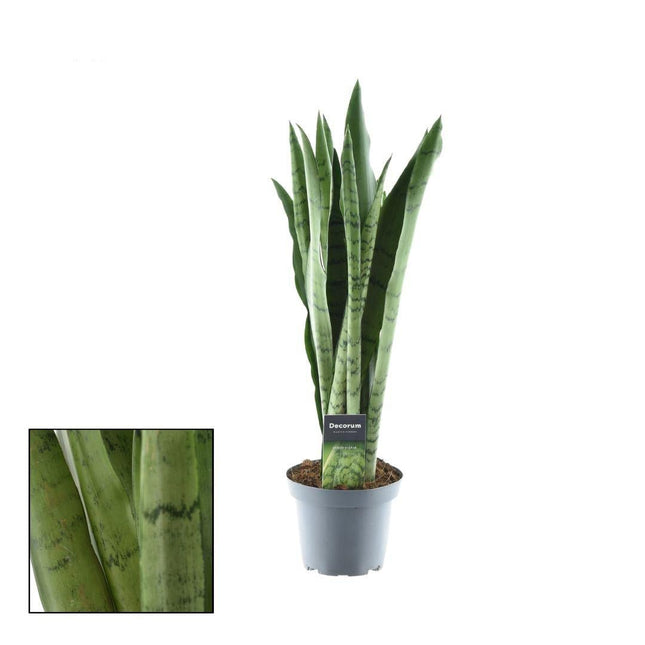 Sansevieria Spearmint – Bogenhanf – Ø14cm – ↕55cm – Pflegeleichte Zimmerpflanze mit auffälligem Blattmuster – Luftreinigend – Ideal für Wohnzimmer, Schlafzimmer & Büro (Plant) kaufen bei Linkreich – Jetzt entdecken!
