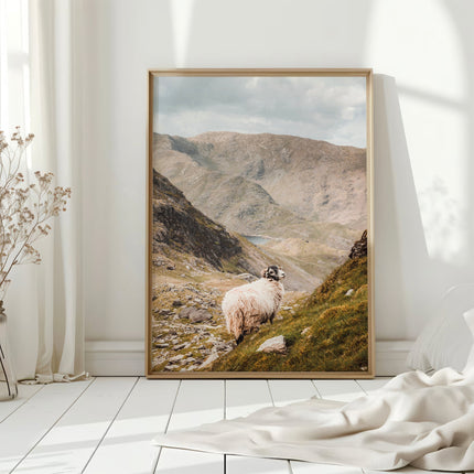 Old Man of Coniston Herdwick Sheep Print – Lake District Wall Art