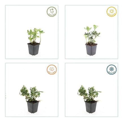 Schattengrün Pachysandra terminalis 'Variegata' – ↕10 - 25cm – Ø9cm – 60 Pflanzen – Winterhart – Immergrün – Pflegeleicht – Bodendecker für Schatten (Plant) kaufen bei Linkreich – Jetzt entdecken!