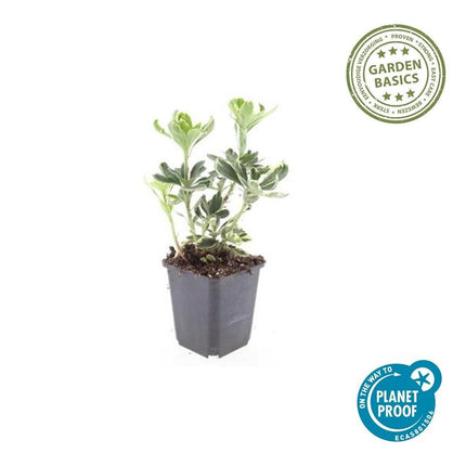 Schattengrün Pachysandra terminalis 'Variegata' – ↕10 - 25cm – Ø9cm – 60 Pflanzen – Winterhart – Immergrün – Pflegeleicht – Bodendecker für Schatten (Plant) kaufen bei Linkreich – Jetzt entdecken!