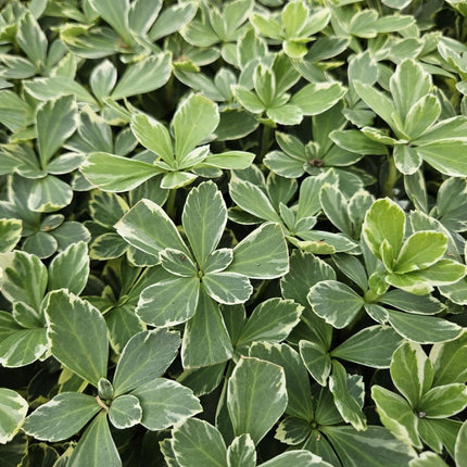 Schattengrün Pachysandra terminalis 'Variegata' – ↕10 - 25cm – Ø9cm – 60 Pflanzen – Winterhart – Immergrün – Pflegeleicht – Bodendecker für Schatten (Plant) kaufen bei Linkreich – Jetzt entdecken!