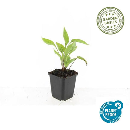 Scheinsonnenhut – Echinacea purpurea 'White Swan' – ↑10 - 25cm – Ø9cm – 6 Pflanzen – Weiße Blüten, Bienen - und Schmetterlingsfreundlich, pflegeleicht, robuste Staude (Plant) kaufen bei Linkreich – Jetzt entdecken!