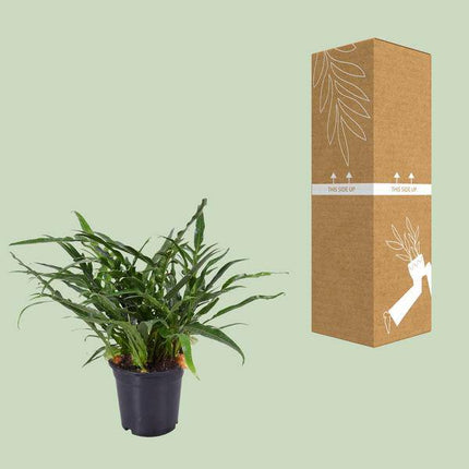 Schlangenhautfarn – Aglaomorpha coronans – Santa Rosa Farn – Zimmerpflanze – Ø17cm – 45cm hoch – pflegeleichte luftreinigende Pflanze (Plant) kaufen bei Linkreich – Jetzt entdecken!