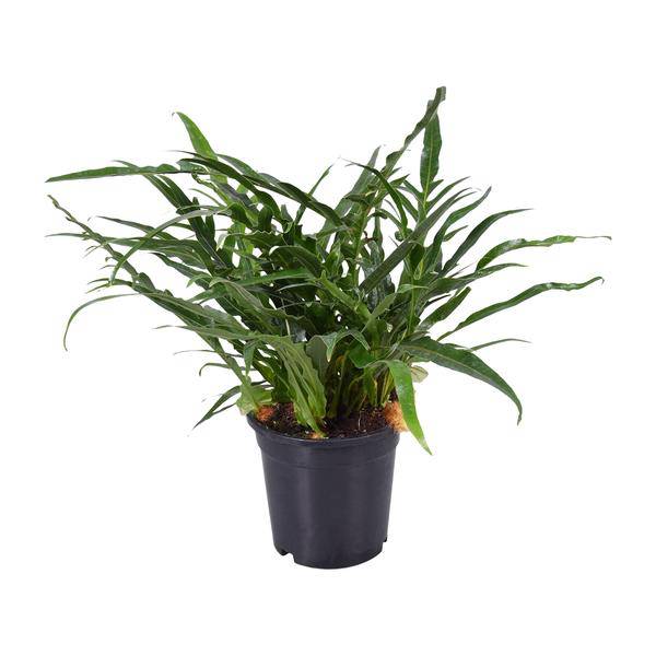 Schlangenhautfarn – Aglaomorpha coronans – Santa Rosa Farn – Zimmerpflanze – Ø17cm – 45cm hoch – pflegeleichte luftreinigende Pflanze (Plant) kaufen bei Linkreich – Jetzt entdecken!