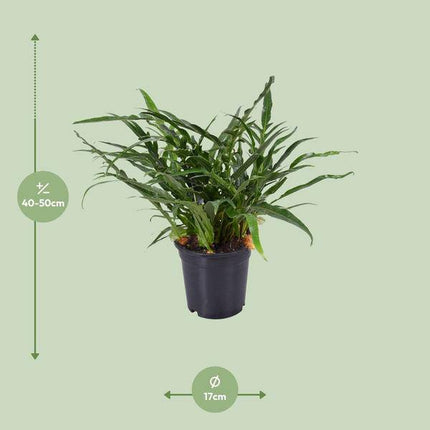 Schlangenhautfarn – Aglaomorpha coronans – Santa Rosa Farn – Zimmerpflanze – Ø17cm – 45cm hoch – pflegeleichte luftreinigende Pflanze (Plant) kaufen bei Linkreich – Jetzt entdecken!