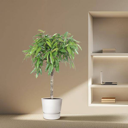 Schmalblättriger Gummibaum – Ficus binnendijkii Amstel King – 140cm – Ø30cm – Zimmerpflanze mit geflochtenem Stamm – Elegante Grünpflanze für Wohnzimmer & Büro (Plant) kaufen bei Linkreich – Jetzt entdecken!