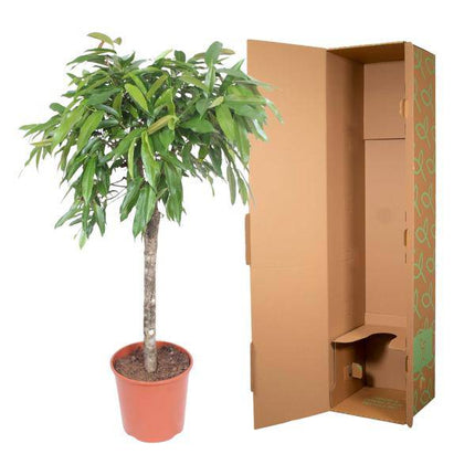 Schmalblättriger Gummibaum – Ficus binnendijkii Amstel King – 140cm – Ø30cm – Zimmerpflanze mit geflochtenem Stamm – Elegante Grünpflanze für Wohnzimmer & Büro (Plant) kaufen bei Linkreich – Jetzt entdecken!