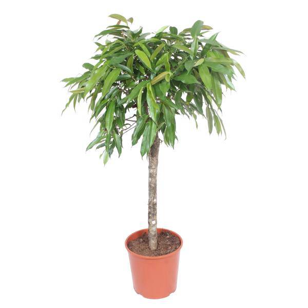Schmalblättriger Gummibaum – Ficus binnendijkii Amstel King – 140cm – Ø30cm – Zimmerpflanze mit geflochtenem Stamm – Elegante Grünpflanze für Wohnzimmer & Büro (Plant) kaufen bei Linkreich – Jetzt entdecken!