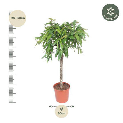 Schmalblättriger Gummibaum – Ficus binnendijkii Amstel King – 140cm – Ø30cm – Zimmerpflanze mit geflochtenem Stamm – Elegante Grünpflanze für Wohnzimmer & Büro (Plant) kaufen bei Linkreich – Jetzt entdecken!