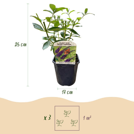 Schmetterlingsstrauch Buddleja davidii Empire Blue – Blau blühender, laubabwerfender Gartenstrauch – Schmetterlings - & bienenfreundlich – Pflegeleicht – 17 cm, Höhe 25 cm (Plant) kaufen bei Linkreich – Jetzt entdecken!