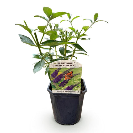 Schmetterlingsstrauch Buddleja davidii Empire Blue – Blau blühender, laubabwerfender Gartenstrauch – Schmetterlings - & bienenfreundlich – Pflegeleicht – 17 cm, Höhe 25 cm (Plant) kaufen bei Linkreich – Jetzt entdecken!