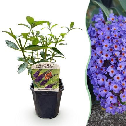 Schmetterlingsstrauch Buddleja davidii Empire Blue – Blau blühender, laubabwerfender Gartenstrauch – Schmetterlings - & bienenfreundlich – Pflegeleicht – 17 cm, Höhe 25 cm (Plant) kaufen bei Linkreich – Jetzt entdecken!