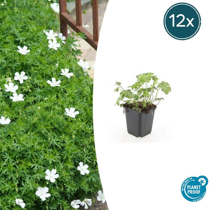 Schnee - Storchschnabel Geranium sanguineum 'Album' – ↕10 - 25cm – Ø9cm – 12 Pflanzen – Weiße winterharte Staude & Bodendecker (Plant) kaufen bei Linkreich – Jetzt entdecken!