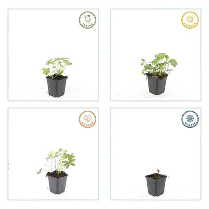 Schnee - Storchschnabel Geranium sanguineum 'Album' – ↕10 - 25cm – Ø9cm – 12 Pflanzen – Weiße winterharte Staude & Bodendecker (Plant) kaufen bei Linkreich – Jetzt entdecken!