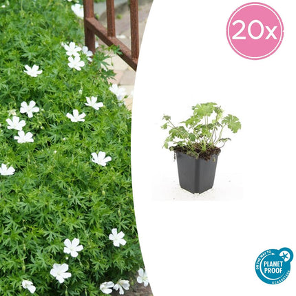 Schnee - Storchschnabel Geranium sanguineum 'Album' – ↕10 - 25cm – Ø9cm – 20 Pflanzen – Weiße winterharte Staude & Bodendecker (Plant) kaufen bei Linkreich – Jetzt entdecken!