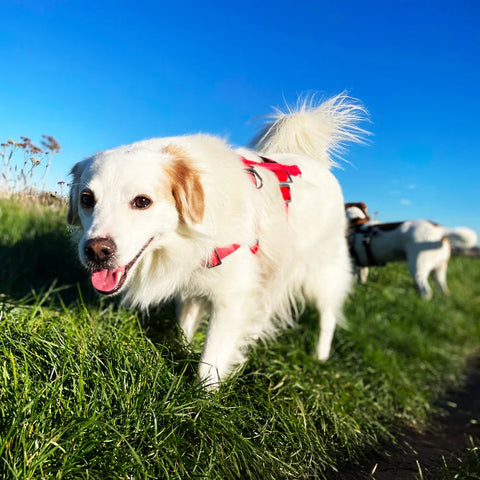 Hund