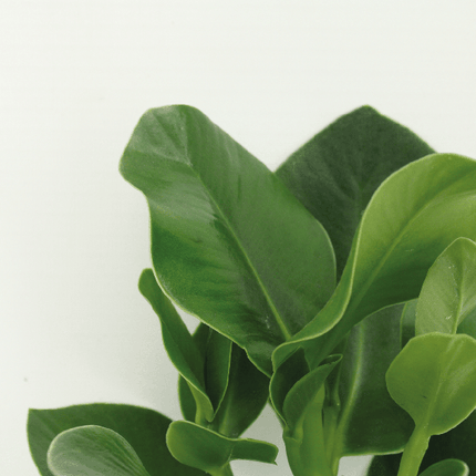 Signaturbaum – Clusia Princess – Zimmerpflanze – 2 Pflanzen– Ø12cm – ca. 15cm hoch – pflegeleicht & dekorativ (Plant) kaufen bei Linkreich – Jetzt entdecken!