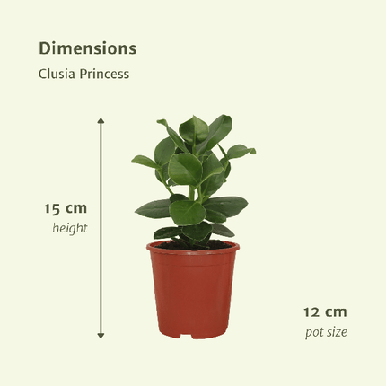 Signaturbaum – Clusia Princess – Zimmerpflanze – 2 Pflanzen– Ø12cm – ca. 15cm hoch – pflegeleicht & dekorativ (Plant) kaufen bei Linkreich – Jetzt entdecken!