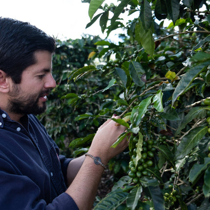 Costa Rica - Diego Robelo - Centroamericano Anaerobic Natural