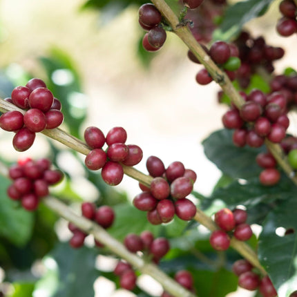 Espresso- Diego Robelo - Grand Peaberry Washed