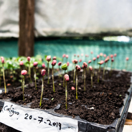 Espresso- Diego Robelo - Grand Peaberry Washed