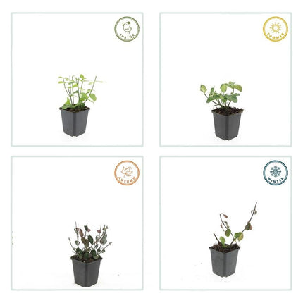 Spindelstrauch – Euonymus fortunei 'Dart's Blanket' – ↕10 - 25 cm – Ø9 cm – 60 Pflanzen – Zweifarbig & winterhart – Pflegeleichter Bodendecker – Sonne & Schatten (Plant) kaufen bei Linkreich – Jetzt entdecken!