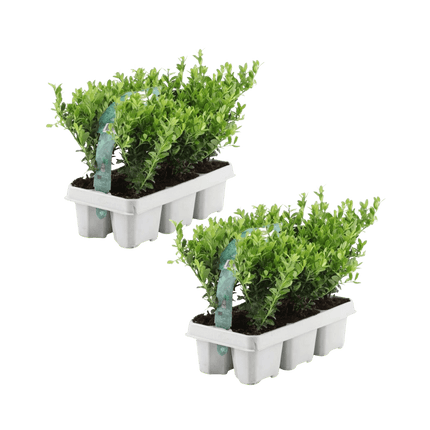 Stechpalme – Ilex crenata 'Jenny' – 12 Pflanzen – Immergrün – Winterhart – Alternative zu Buchsbaum – Ø7cm ↕15cm (Plant) kaufen bei Linkreich – Jetzt entdecken!