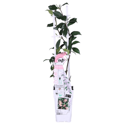 Sternjasmin Trachelospermum 'Star of Ibiza' – 2er - Set – ca. 65cm hoch im Ø15cm – Immergrüne, winterharte Kletterpflanze mit rosa Blüten – Für Balkon, Terrasse & Garten (Plant) kaufen bei Linkreich – Jetzt entdecken!