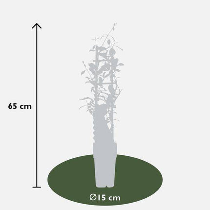 Sternjasmin Trachelospermum 'Star of Ibiza' – 2er - Set – ca. 65cm hoch im Ø15cm – Immergrüne, winterharte Kletterpflanze mit rosa Blüten – Für Balkon, Terrasse & Garten (Plant) kaufen bei Linkreich – Jetzt entdecken!
