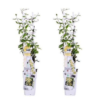 Sternjasmin Trachelospermum 'Star of Toscana' – 2er - Set – ca. 65cm hoch Ø15cm – Immergrüne, winterharte Kletterpflanze mit duftenden gelben Blüten – Für Balkon, Terrasse & Garten (Plant) kaufen bei Linkreich – Jetzt entdecken!