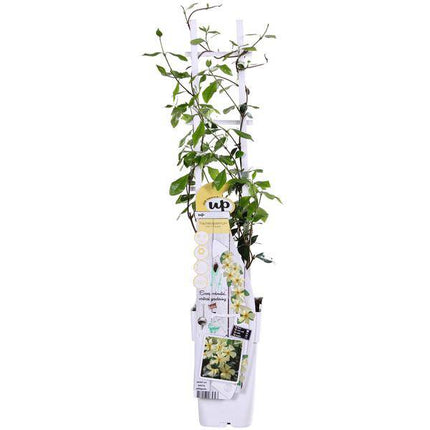Sternjasmin Trachelospermum 'Star of Toskana' – Gelb – Immergrüne Kletterpflanze – ca. 65cm Höhe – Duftender mediterraner Jasmin für Terrasse & Balkon (Plant) kaufen bei Linkreich – Jetzt entdecken!
