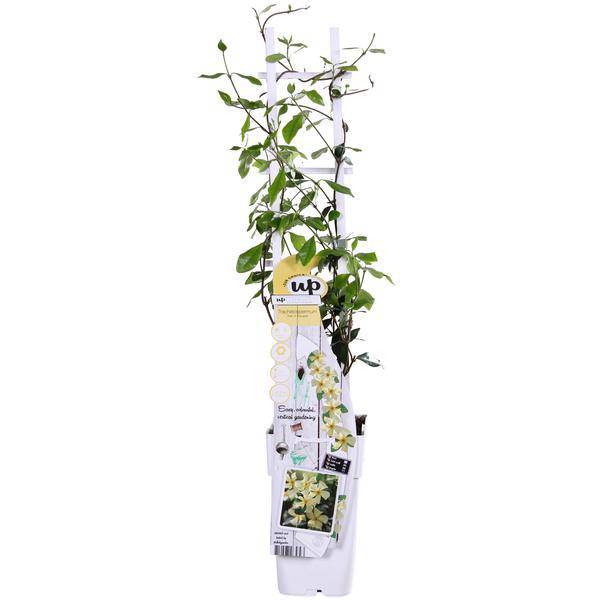 Sternjasmin Trachelospermum 'Star of Toskana' – Gelb – Immergrüne Kletterpflanze – ca. 65cm Höhe – Duftender mediterraner Jasmin für Terrasse & Balkon (Plant) kaufen bei Linkreich – Jetzt entdecken!