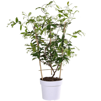Sternjasmin Trachelospermum 'Star of Toskana' – Gelb – Immergrüne Kletterpflanze – ca. 65cm Höhe – Duftender mediterraner Jasmin für Terrasse & Balkon (Plant) kaufen bei Linkreich – Jetzt entdecken!