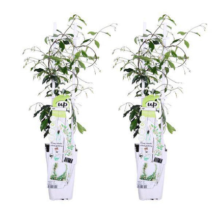 Sternjasmin Trachelospermum 'Star of Venice' – 2er - Set – ca. 65cm hoch Ø15cm – Duftende, winterharte Kletterpflanze – Immergrün – Für Balkon, Terrasse & Garten (Plant) kaufen bei Linkreich – Jetzt entdecken!