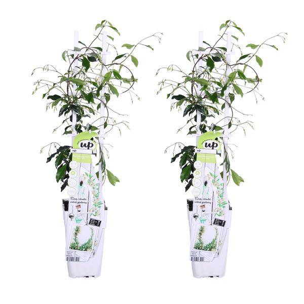 Sternjasmin Trachelospermum 'Star of Venice' – 2er - Set – ca. 65cm hoch Ø15cm – Duftende, winterharte Kletterpflanze – Immergrün – Für Balkon, Terrasse & Garten (Plant) kaufen bei Linkreich – Jetzt entdecken!